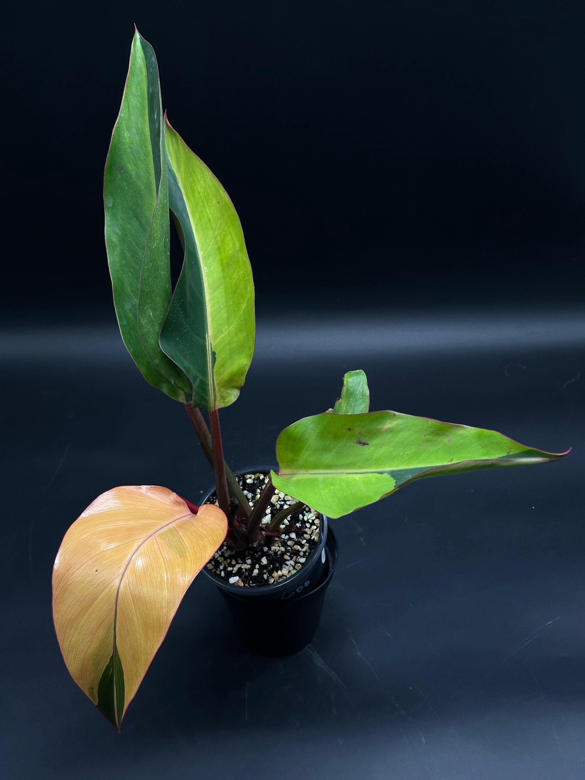 Philodendron sp. 'Firebird' (130W148), a vibrant houseplant in a black pot, features a striking orange leaf amidst mature green foliage, showcasing its exotic appeal.
