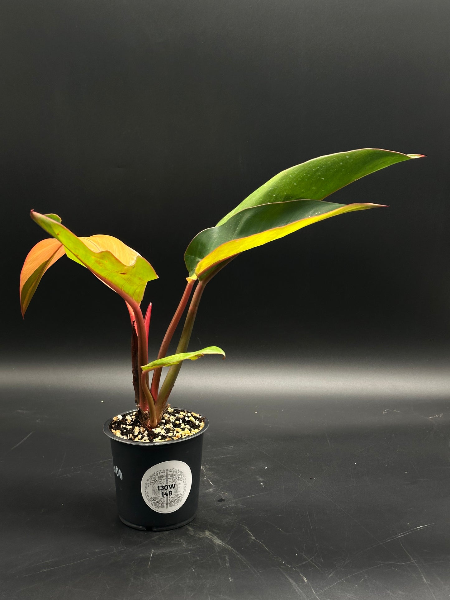 Philodendron sp. 'Firebird' (130W148) in a black nursery pot, showcasing slender reddish stems and broad, lance-shaped leaves transitioning from orange-red to greenish hues.