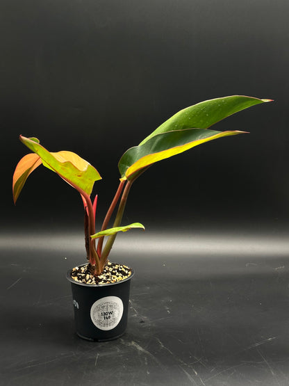 Philodendron sp. 'Firebird' (130W148) in a black nursery pot, showcasing slender reddish stems and broad, lance-shaped leaves transitioning from orange-red to greenish hues.