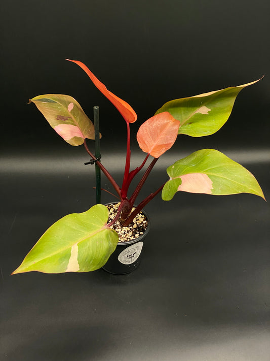 Philodendron sp. 'Persimmon Princess' in a 4-inch black pot, showcasing glossy variegated leaves with red stems. Ideal for exotic plant enthusiasts.