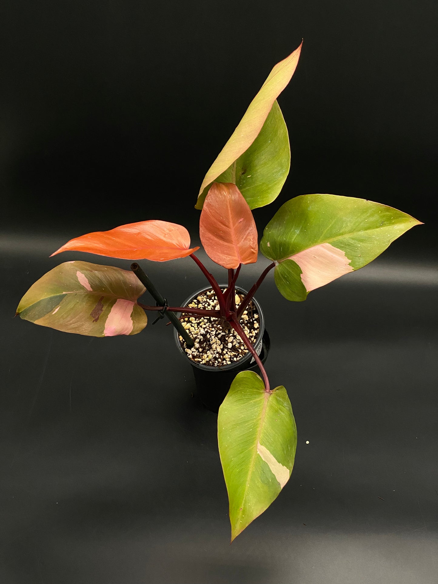 Philodendron sp. 'Persimmon Princess' (130W024) – Next World Exotics Philodendron sp. 'Persimmon Princess' (130W024) – Next World Exotics