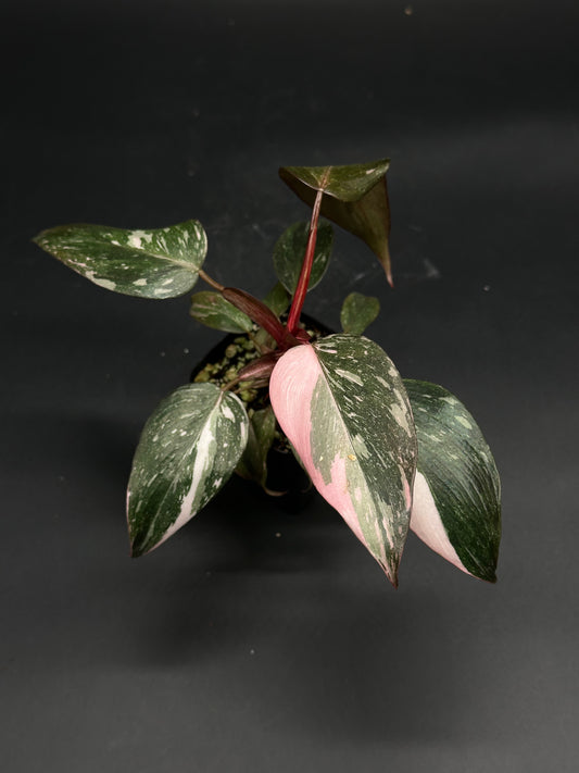 Philodendron sp. 'Pink Princess Galaxy' with striking pink and green variegated leaves, ideal for collectors seeking rare tropical houseplants.