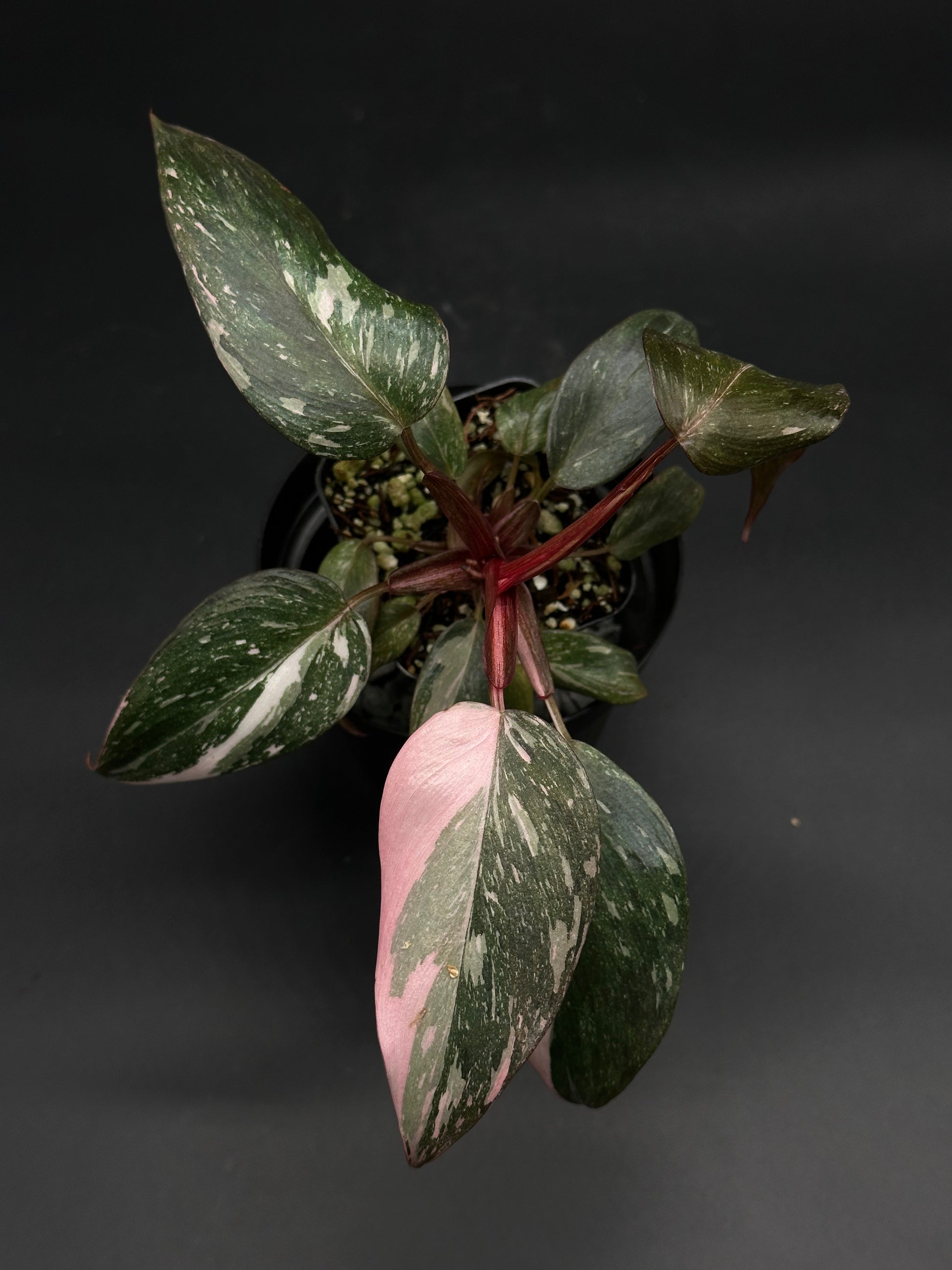 Philodendron sp. 'Pink Princess Galaxy' with unique speckled pink variegation and reddish stems, captured from above, showcasing its distinctive mottled leaves.