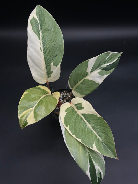Philodendron sp. 'Shady Lady' with glossy, variegated green and creamy white leaves in a pot, showcasing a rare tropical houseplant from Next World Exotics.