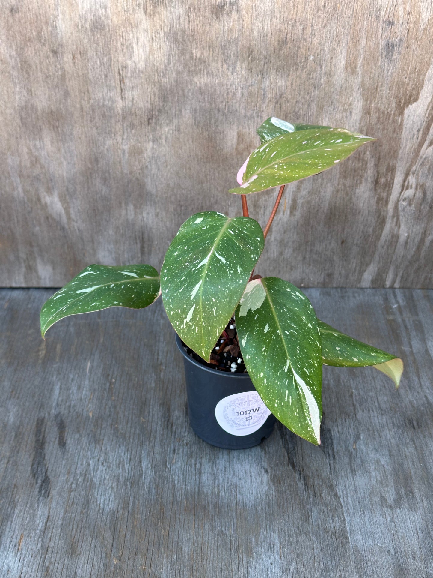 Philodendon sp. 'Cotton Candy' in a pot, showcasing lush foliage with intricate variegation, perfect as a striking centerpiece for any plant collection.