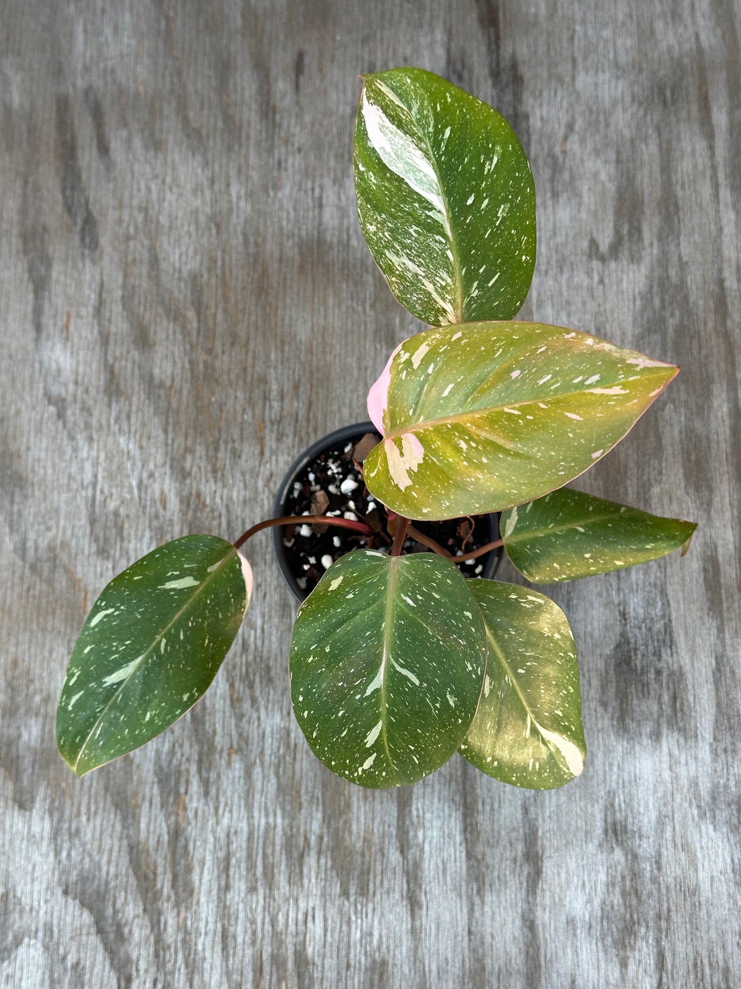 Philodendon sp. 'Cotton Candy' in a 4-inch pot, showcasing lush leaves with unique variegation, ideal as a standout addition to any plant collection.