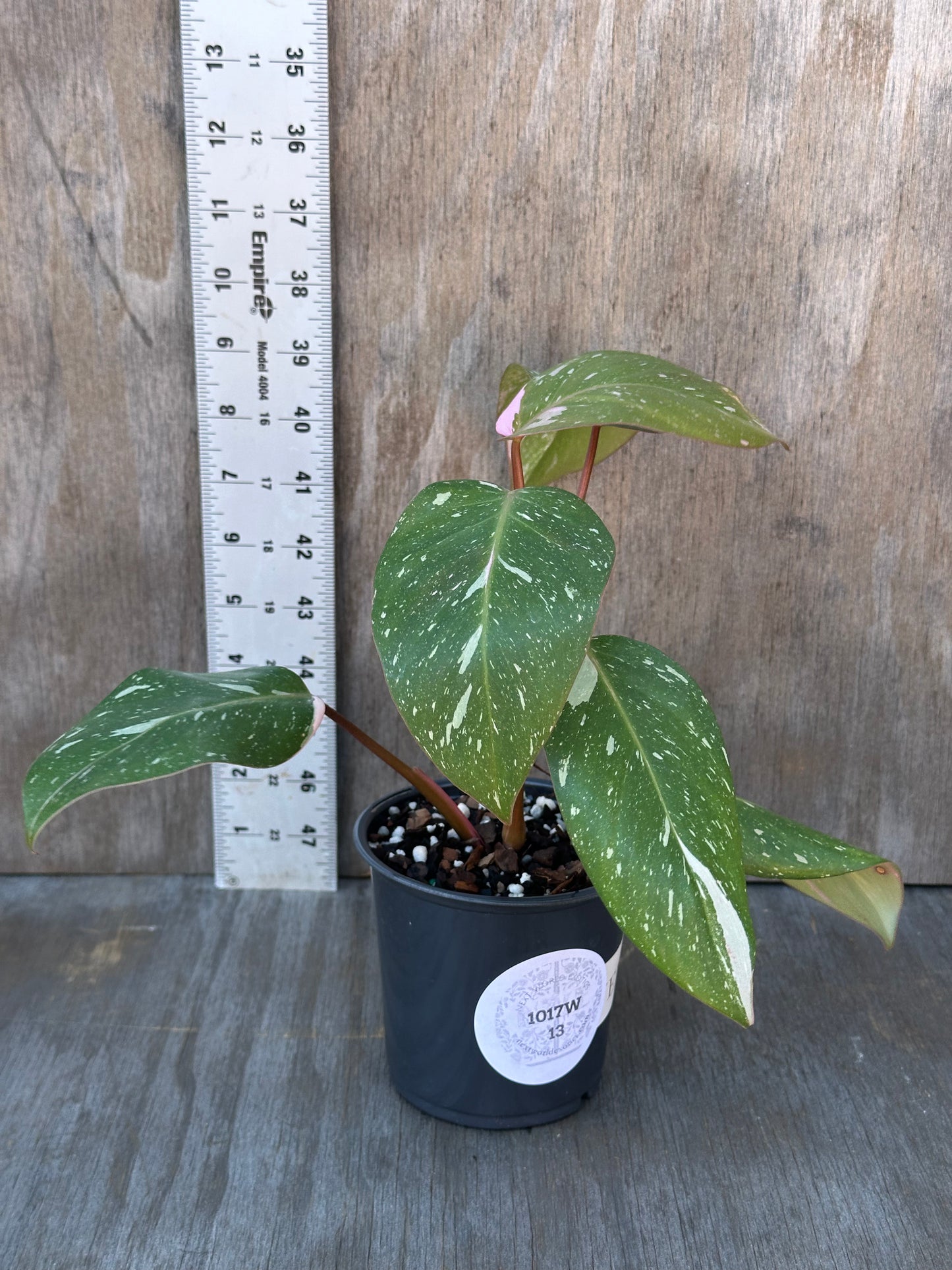 Philodendon sp. 'Cotton Candy' in a 4-inch pot, accompanied by a ruler for scale, highlighting its well-rooted growth and unique variegation.