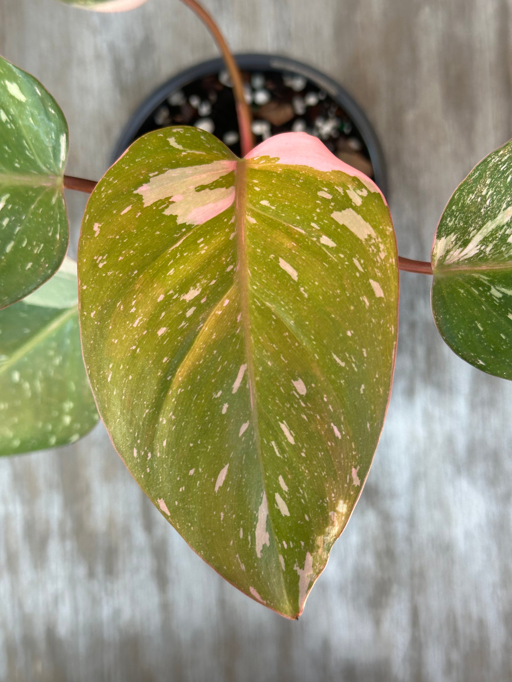 Philodendon sp. 'Cotton Candy' (1017W13) close-up, showcasing lush leaves with unique variegation, well-rooted in a 4-inch pot.