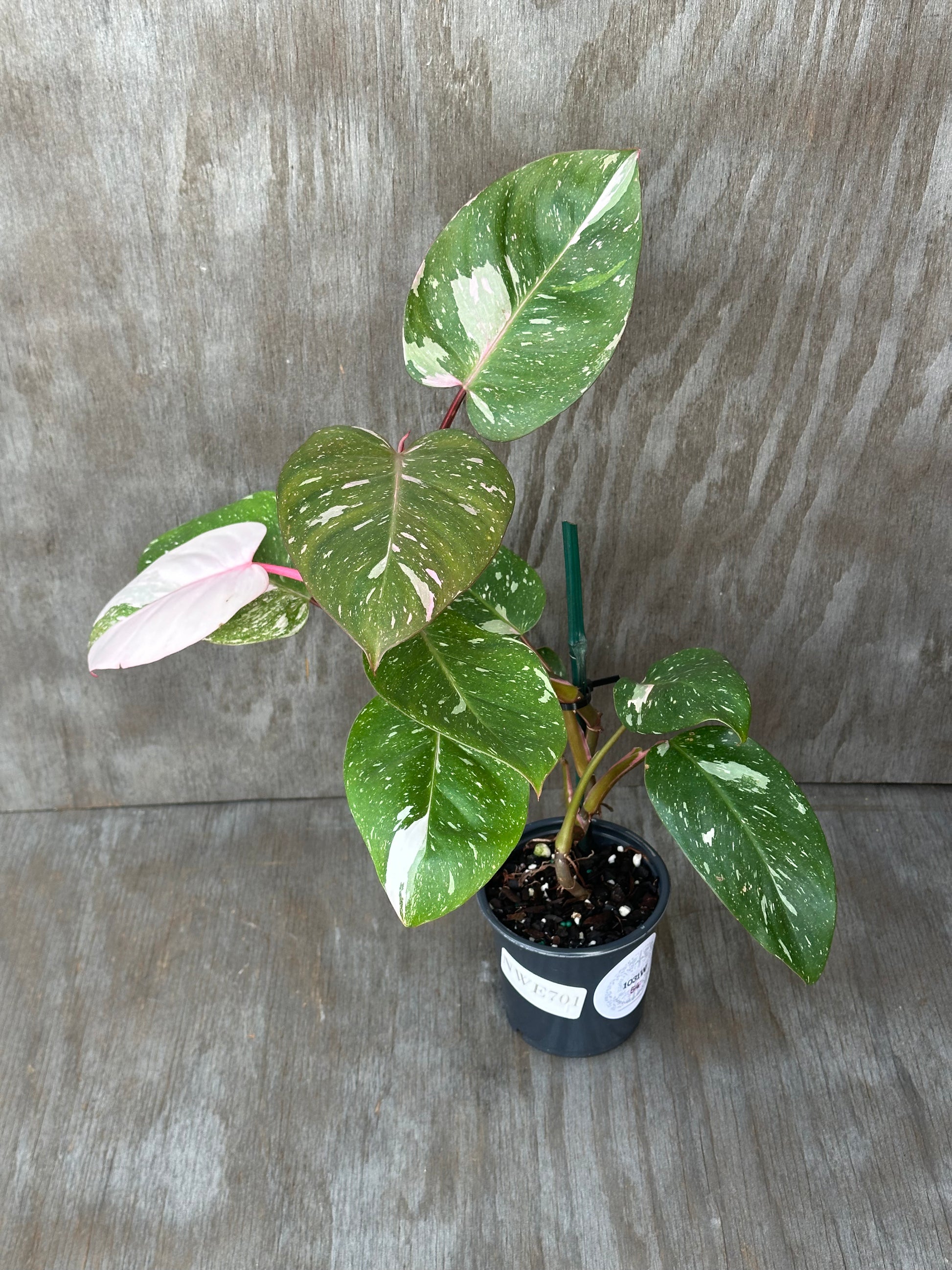 Philodendron sp. 'Cotton Candy' in a 4-inch pot, showcasing lush green leaves with subtle pink variegation, and a visible label.