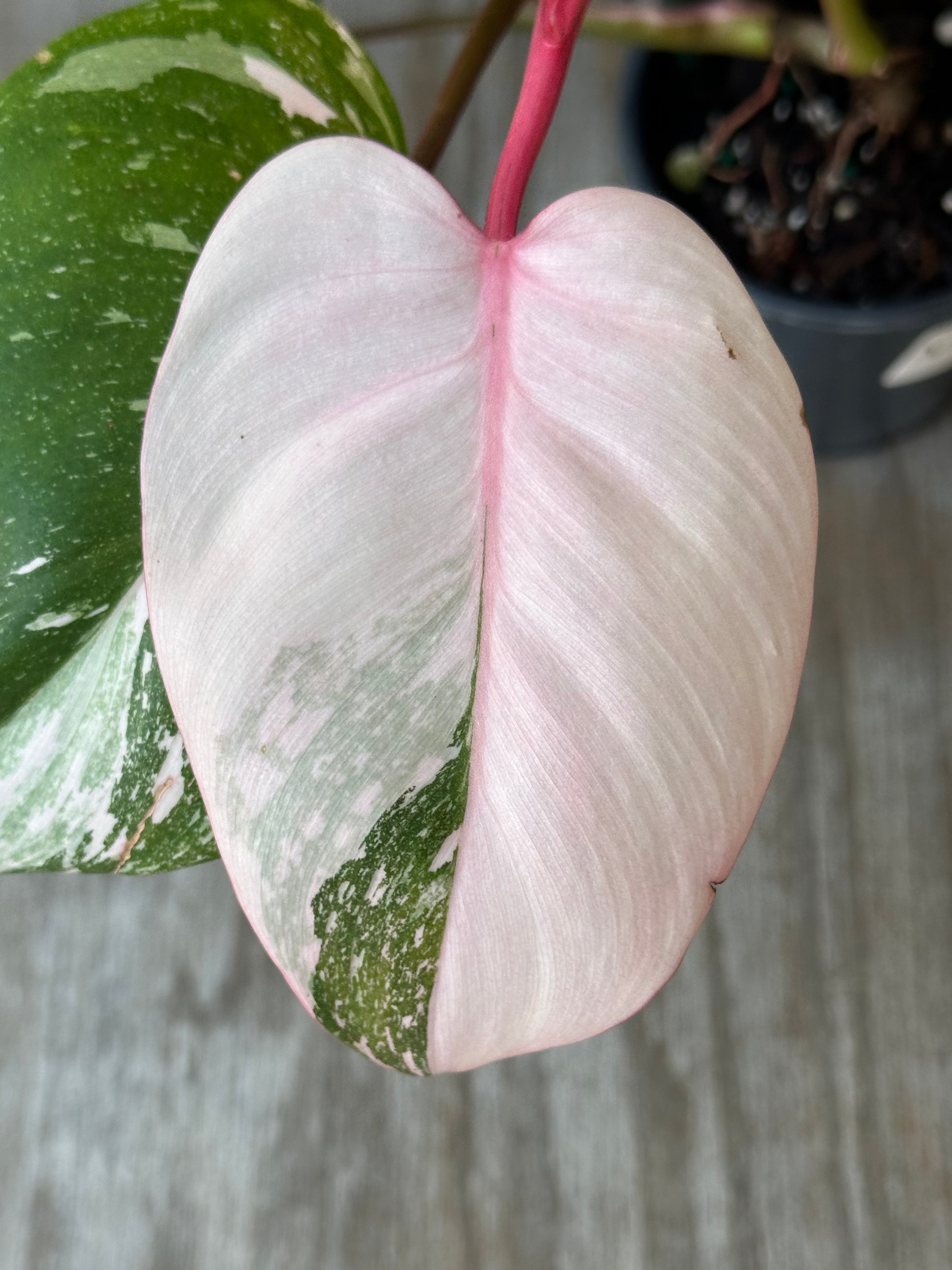 Philodendon sp. 'Cotton Candy' (1031W54) close-up featuring its unique pink variegation on a leaf, showcasing its vibrant, dynamic pattern.