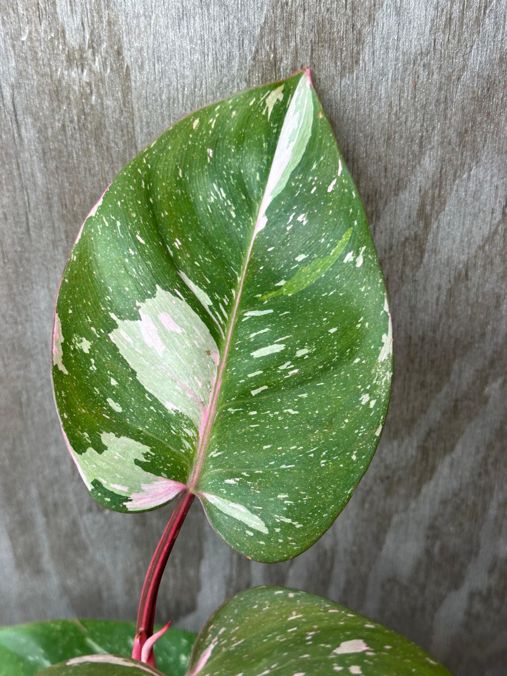 Philodendron sp. 'Cotton Candy' (1031W54) showcasing a close-up of its vibrant variegated leaf with pink hues, potted in a 4-inch container.