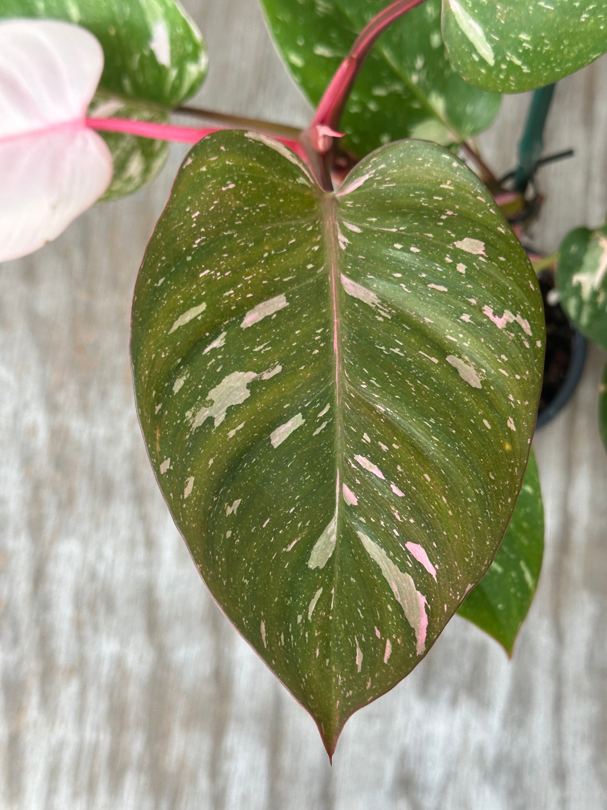 Philodendron sp. 'Cotton Candy' close-up, showcasing lush green leaves with distinct variegation, highlighting its unique botanical features in a 4-inch pot.