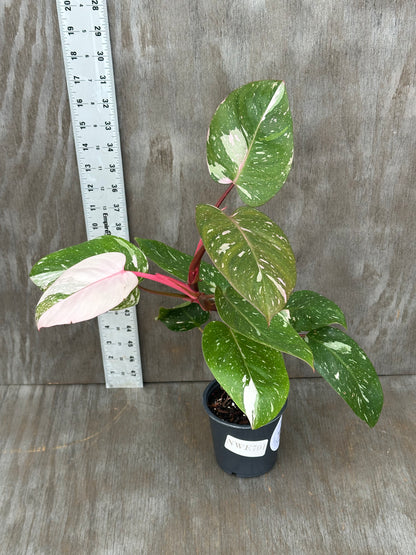 Philodendron sp. 'Cotton Candy' in a 4-inch pot with distinct variegated leaves, shown next to a ruler for size reference.