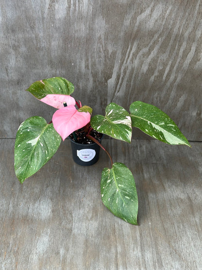 Philodendon sp. 'Cotton Candy' in a 4-inch pot, showcasing pink and green leaf variegation, highlighting its unique pattern and vibrant appearance.