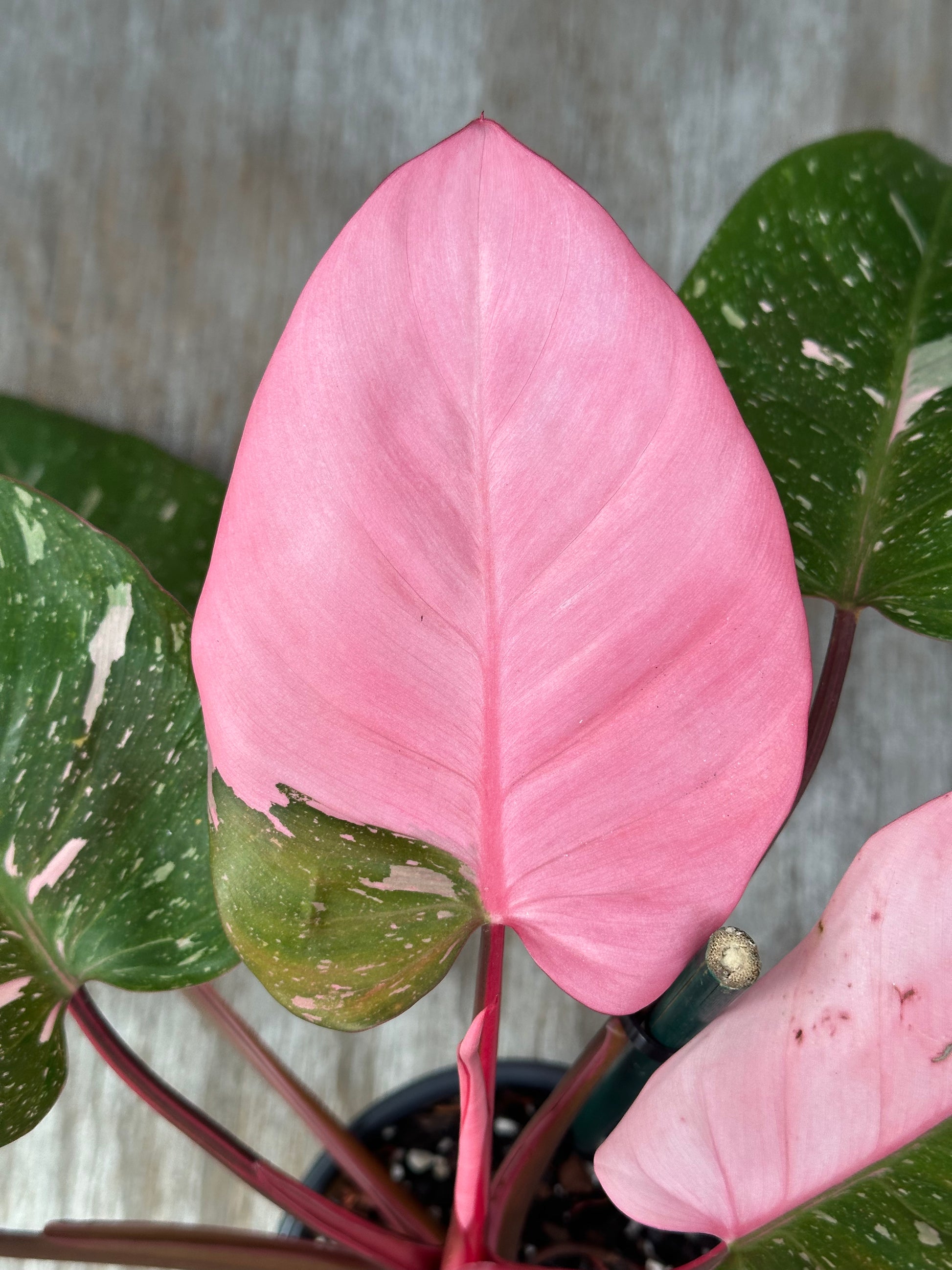 Philodendron sp. 'Cotton Candy' plant showcasing vibrant pink variegated leaves, well-rooted in a 4-inch pot, perfect for plant enthusiasts.