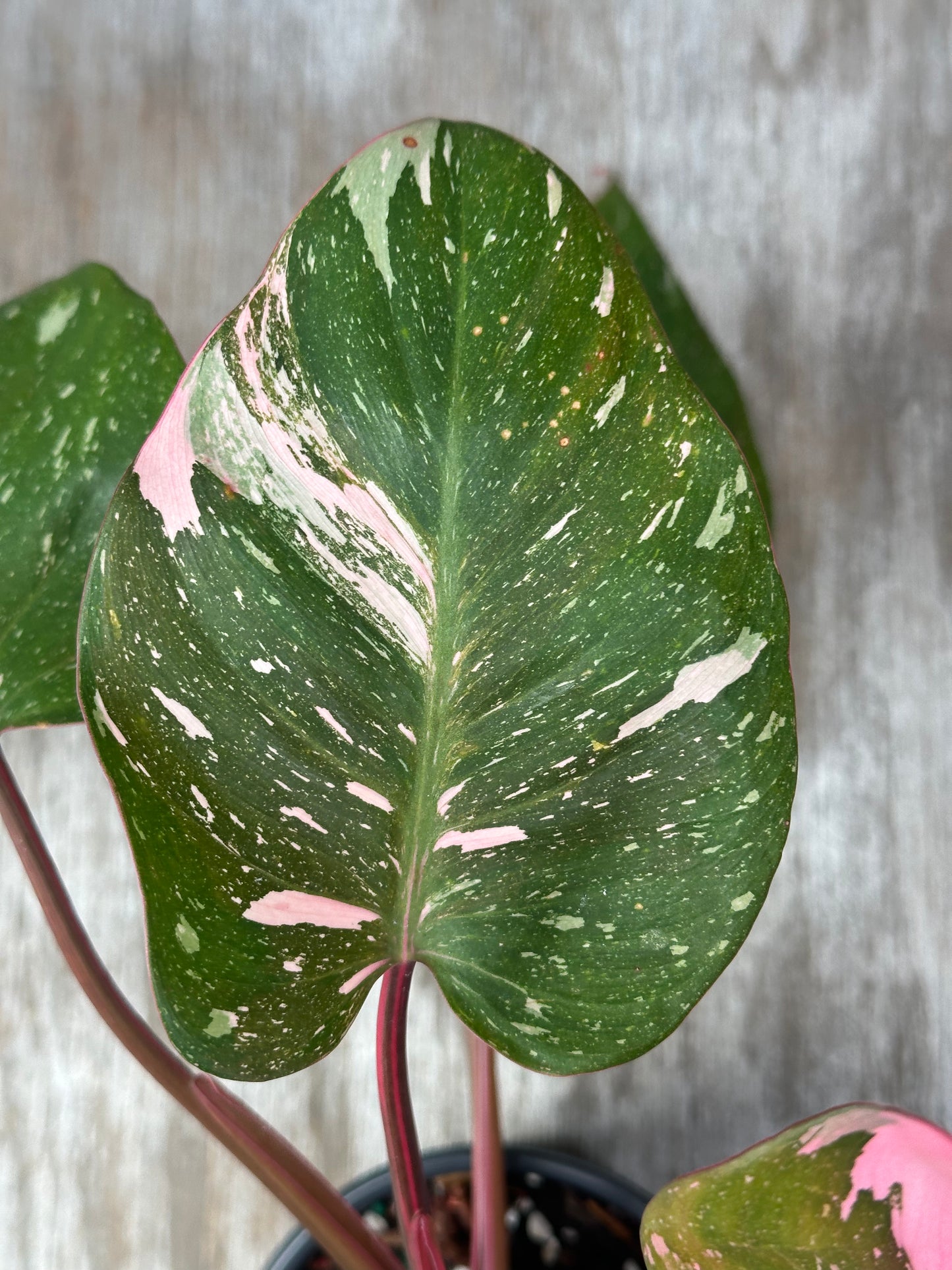 Close-up of Philodendron sp. 'Cotton Candy' leaf, showcasing its unique variegation. The plant is well-rooted in a 4-inch pot.