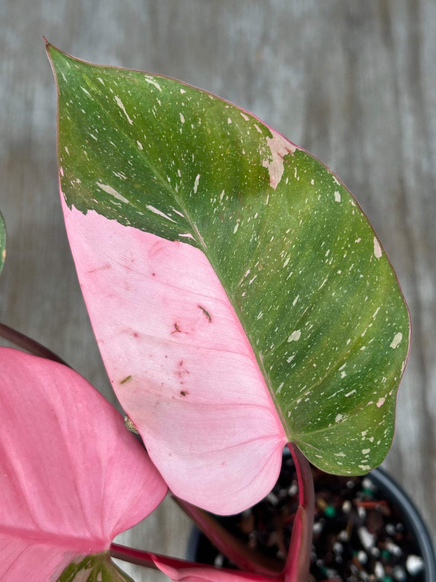 Philodendon sp. 'Cotton Candy' with pink variegated leaves in a 4-inch pot, showcasing unique patterns, perfect for plant collections.