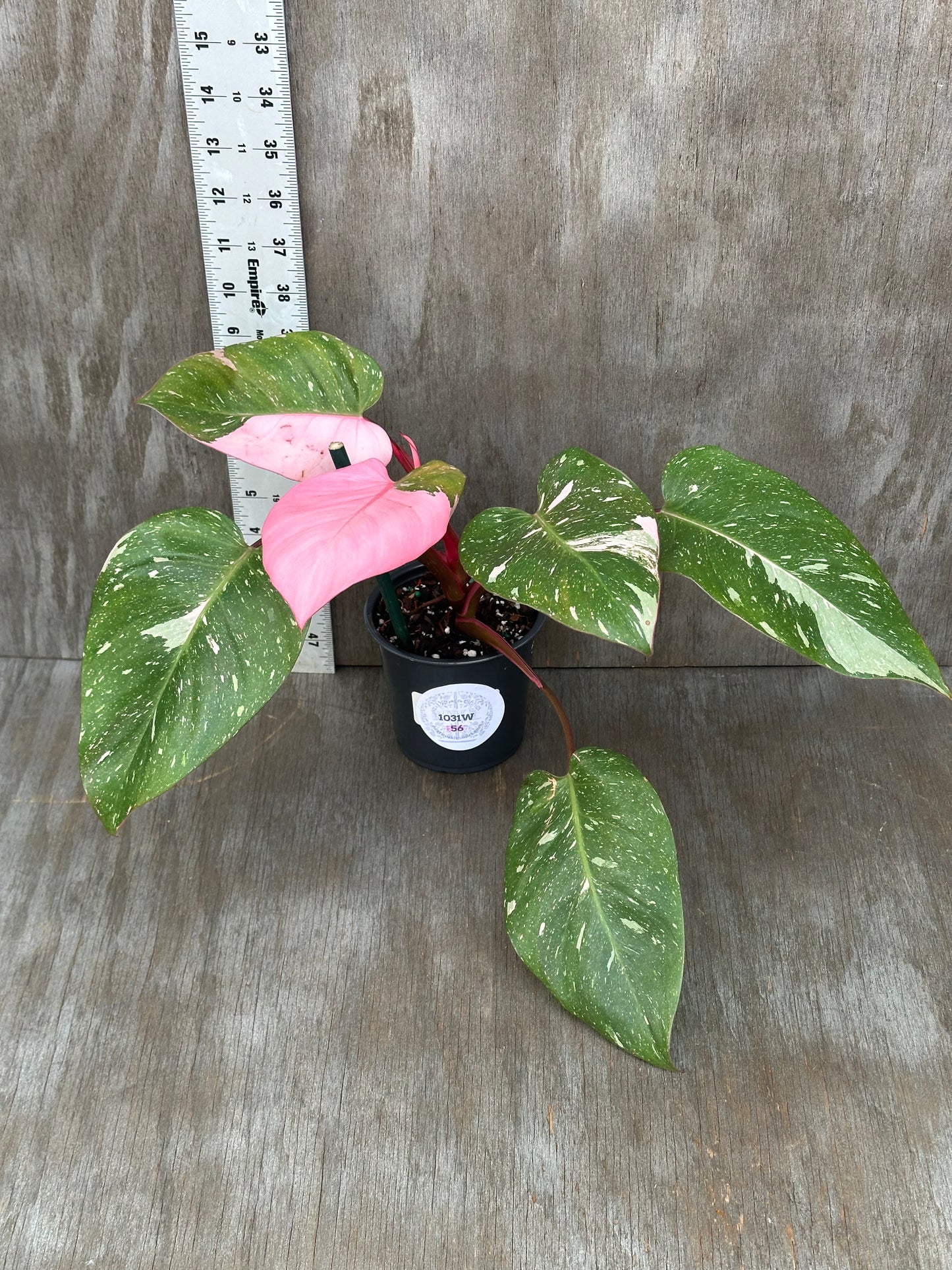 Philodendron sp. 'Cotton Candy' in a 4-inch pot, showcasing pink variegation with distinct leaf patterns, perfect for plant enthusiasts.