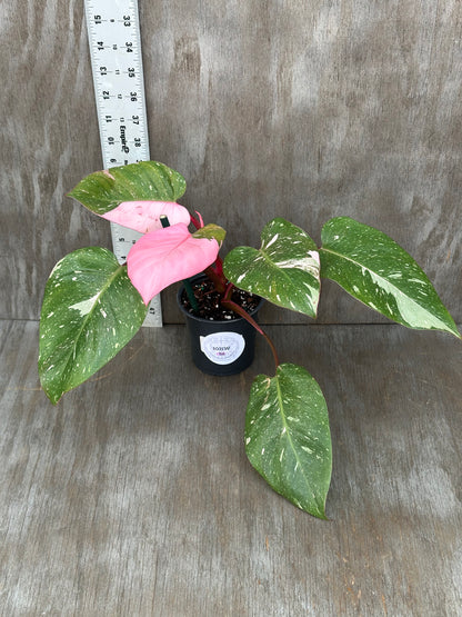 Philodendron sp. 'Cotton Candy' in a 4-inch pot, showcasing pink variegation with distinct leaf patterns, perfect for plant enthusiasts.