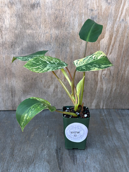 Philodendron sp. 'Emerald King' (1017W12) in a pot, showcasing lush green leaves, available from Next World Exotics' rare variegated tropical houseplant collection.