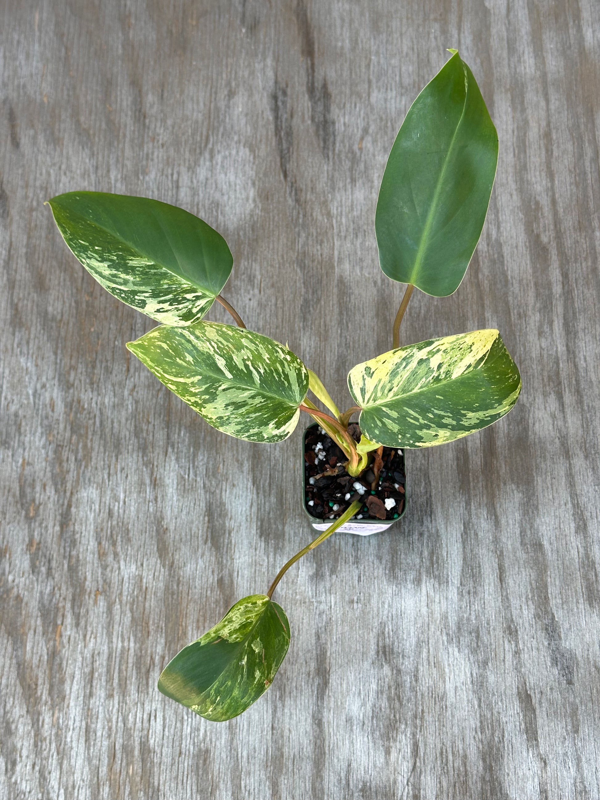 Philodendron sp. 'Emerald King' in a pot, showcasing its distinctive variegated green and white leaves, ideal for exotic houseplant enthusiasts.