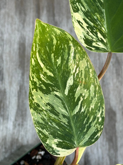 Philodendron sp. 'Emerald King' (1017W12) close-up showcasing its vibrant leaf texture, ideal for exotic houseplant enthusiasts seeking variegated tropical foliage.