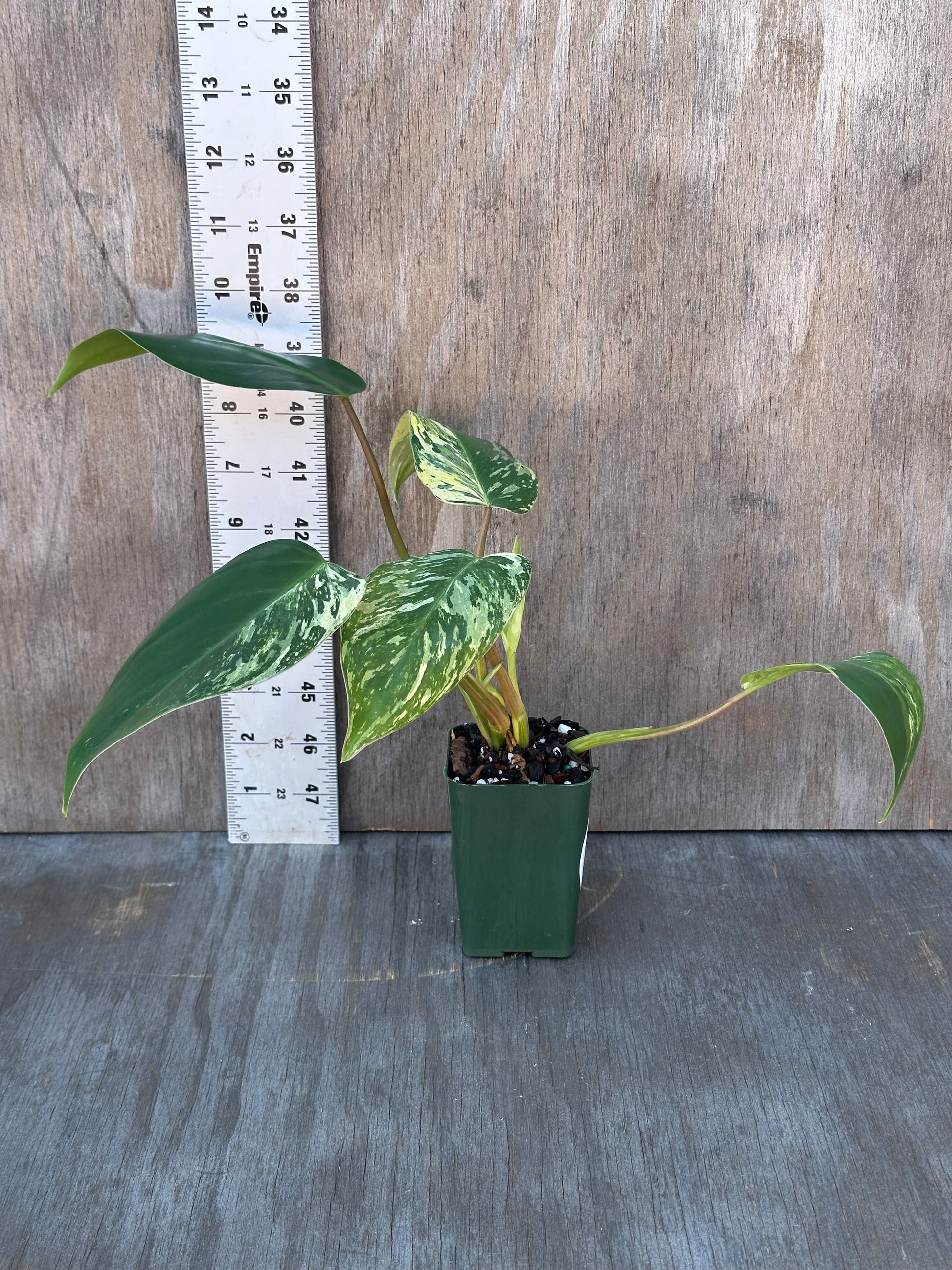 Philodendron sp. 'Emerald King' (1017W12) in a pot with ruler for scale, showcasing its lush foliage, ideal for tropical houseplant collectors.