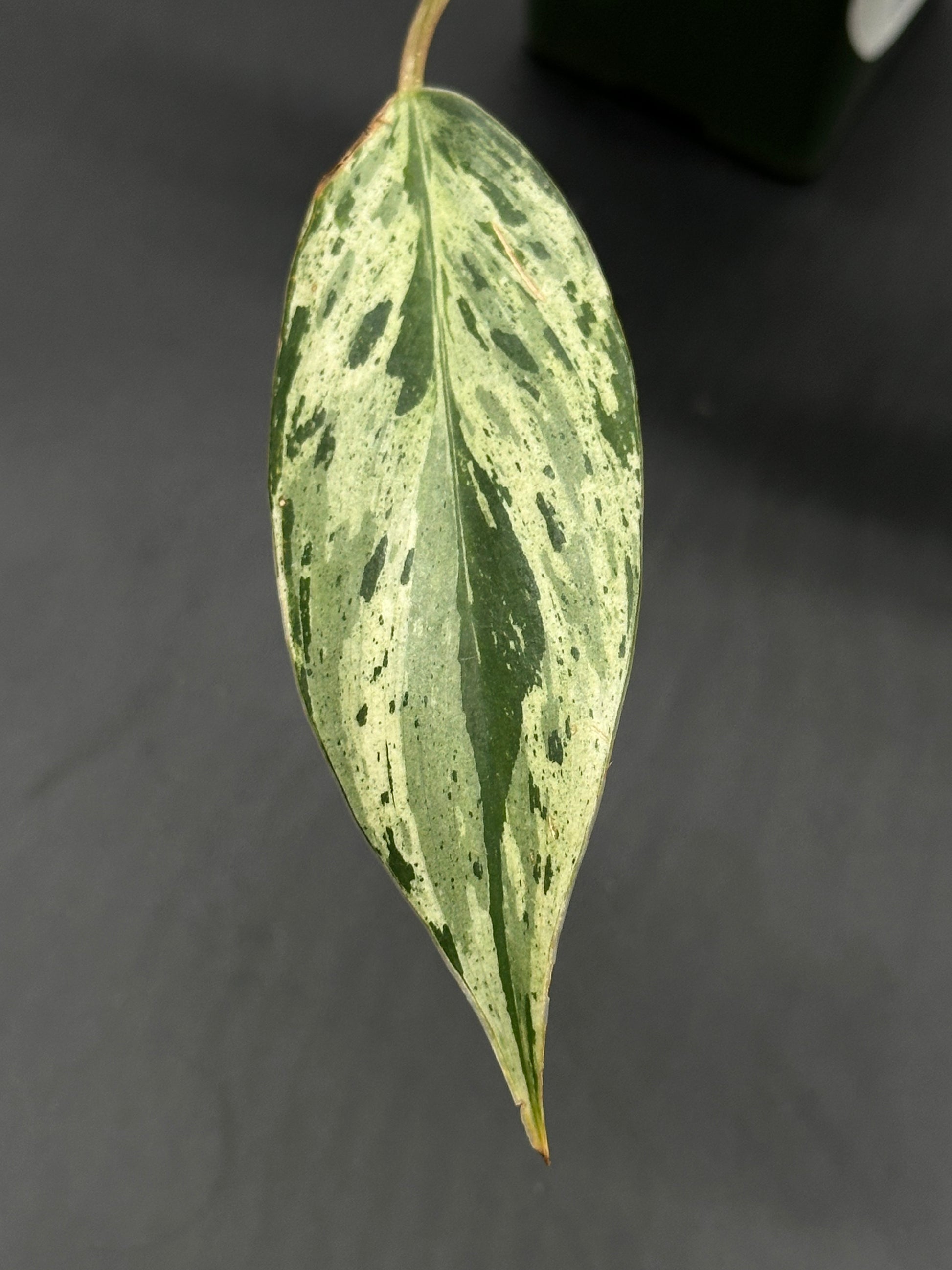 Philodendron sp. 'Emerald King' with distinctive variegation in a 2.25-inch pot, showcasing close-up details of its textured leaves and plant stem.