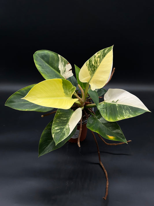 Philodendron sp. 'Green Congo' (508W01) in a 5-inch pot, showcasing its rich green leaves, a unique cultivar available at Next World Exotics.