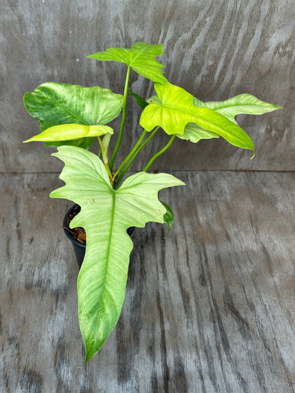 Philodendron sp. 'Mint Golden Dragon' in a pot, showcasing its lush, variegated leaves, ideal for exotic houseplant enthusiasts and collectors.