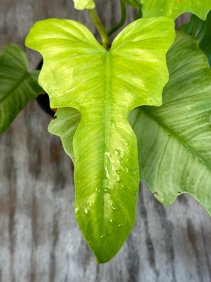 Philodendron sp. 'Mint Golden Dragon' close-up showcasing its intricate leaf texture, perfect for adding exotic flair to your plant collection.