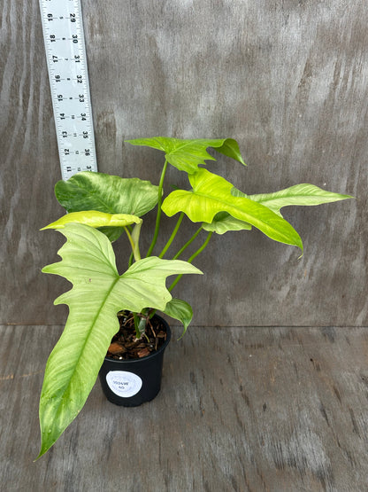 Philodendron sp. 'Mint Golden Dragon' in a pot, featuring distinctive variegated leaves and stems, ideal for exotic houseplant collectors from Next World Exotics.