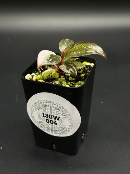 Philodendron sp. 'Pink Princess Galaxy' in a black pot, showcasing glossy leaves with green and pink variegation, labeled “130W 004,” fully rooted for sale.