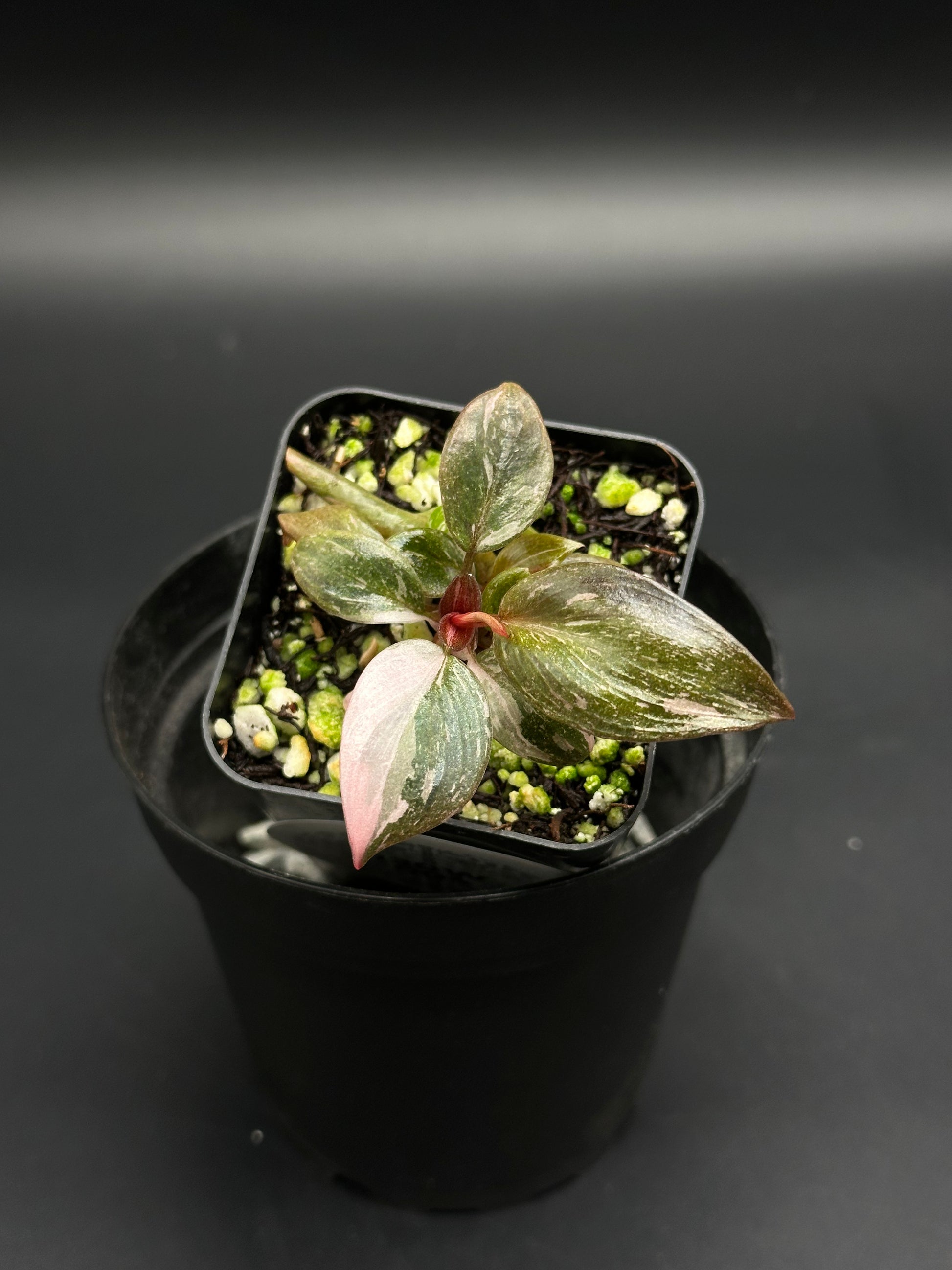 Philodendron sp. 'Pink Princess Galaxy' in a square pot, showing pink variegation, with perlite and green fertilizer in potting mix, inside a larger cachepot.