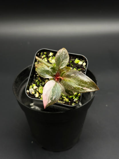 Philodendron sp. 'Pink Princess Galaxy' in a square pot, showing pink variegation, with perlite and green fertilizer in potting mix, inside a larger cachepot.