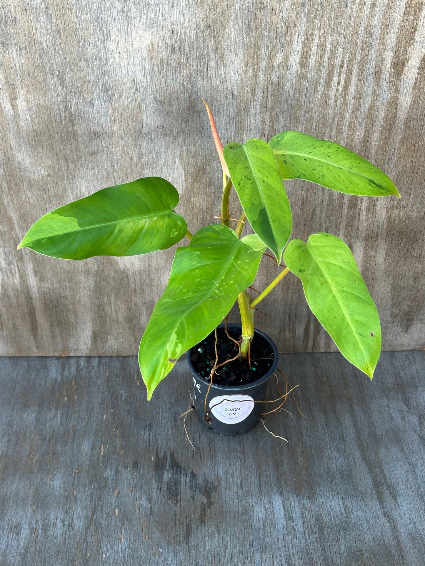 Philodendron sp. 'Thai Whipple Way' in a 4 pot displaying variegated foliage, known for rapid growth and unique leaf patterns.