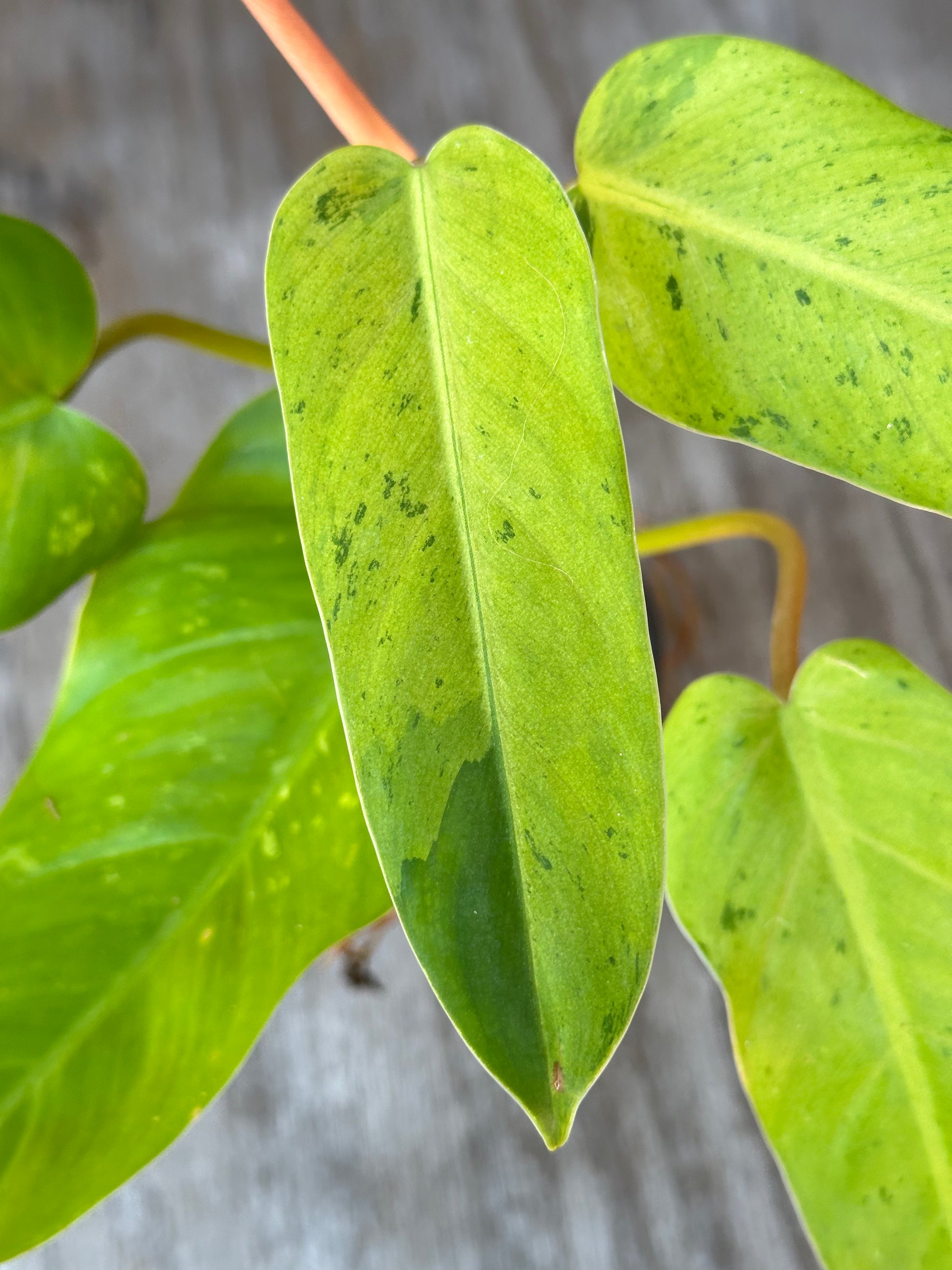 Close-up of a Philodendron sp. 'Thai Whipple Way' leaf, showcasing its variegation and texture.