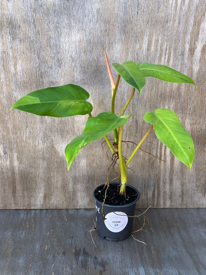 Philodendron sp. 'Thai Whipple Way' in a 4 pot, showcasing its variegated foliage and rapid growth, perfect for tropical houseplant enthusiasts.