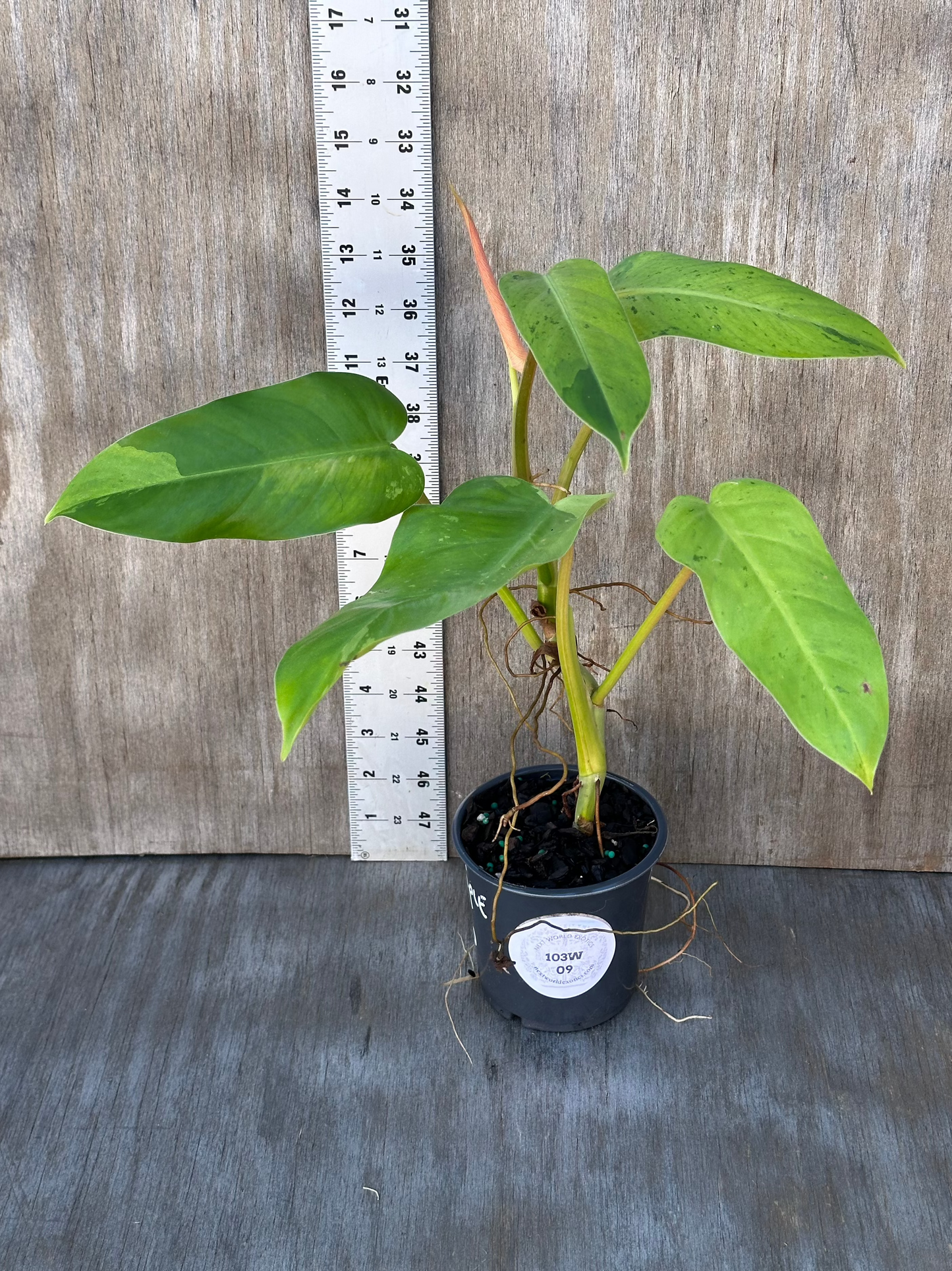 Philodendron sp. 'Thai Whipple Way' in a 4 pot, showcasing variegated leaves and rapid growth, placed next to a ruler for size reference.