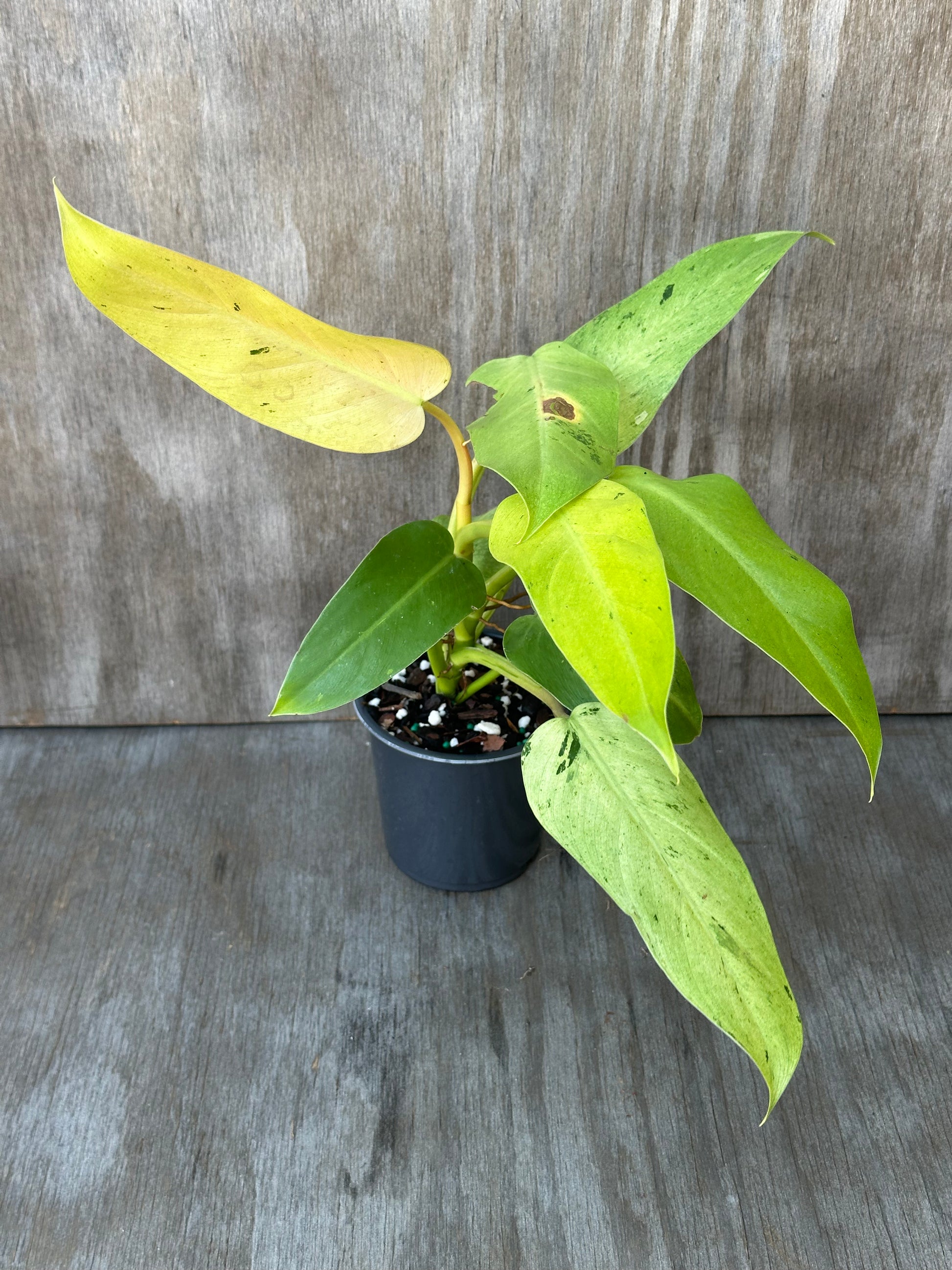 Philodendron sp. 'Whipple Way' (926W14) in a pot, showcasing lush green leaves, ideal for adding a touch of exotic elegance to indoor spaces.