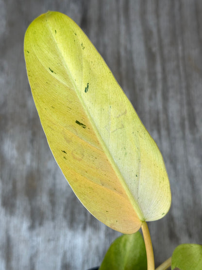 Close-up of Philodendron sp. 'Whipple Way' (926W14) leaf, showcasing its intricate variegation and texture, highlighting its appeal for exotic houseplant enthusiasts.