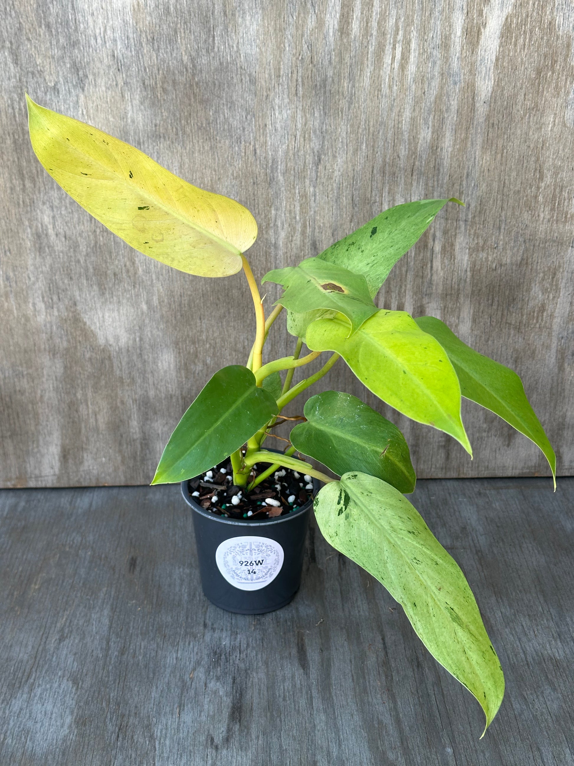 Philodendron sp. 'Whipple Way' (926W14) in a decorative pot, showcasing its variegated leaves and lush growth. Ideal for exotic houseplant collectors.