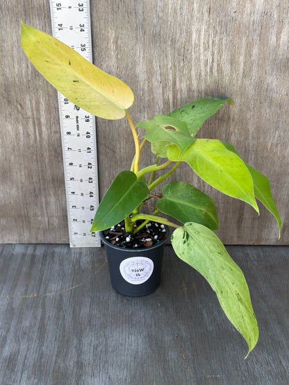 Philodendron sp. 'Whipple Way' (926W14) in a pot, showcasing its unique variegated leaves, ideal for exotic houseplant collectors.