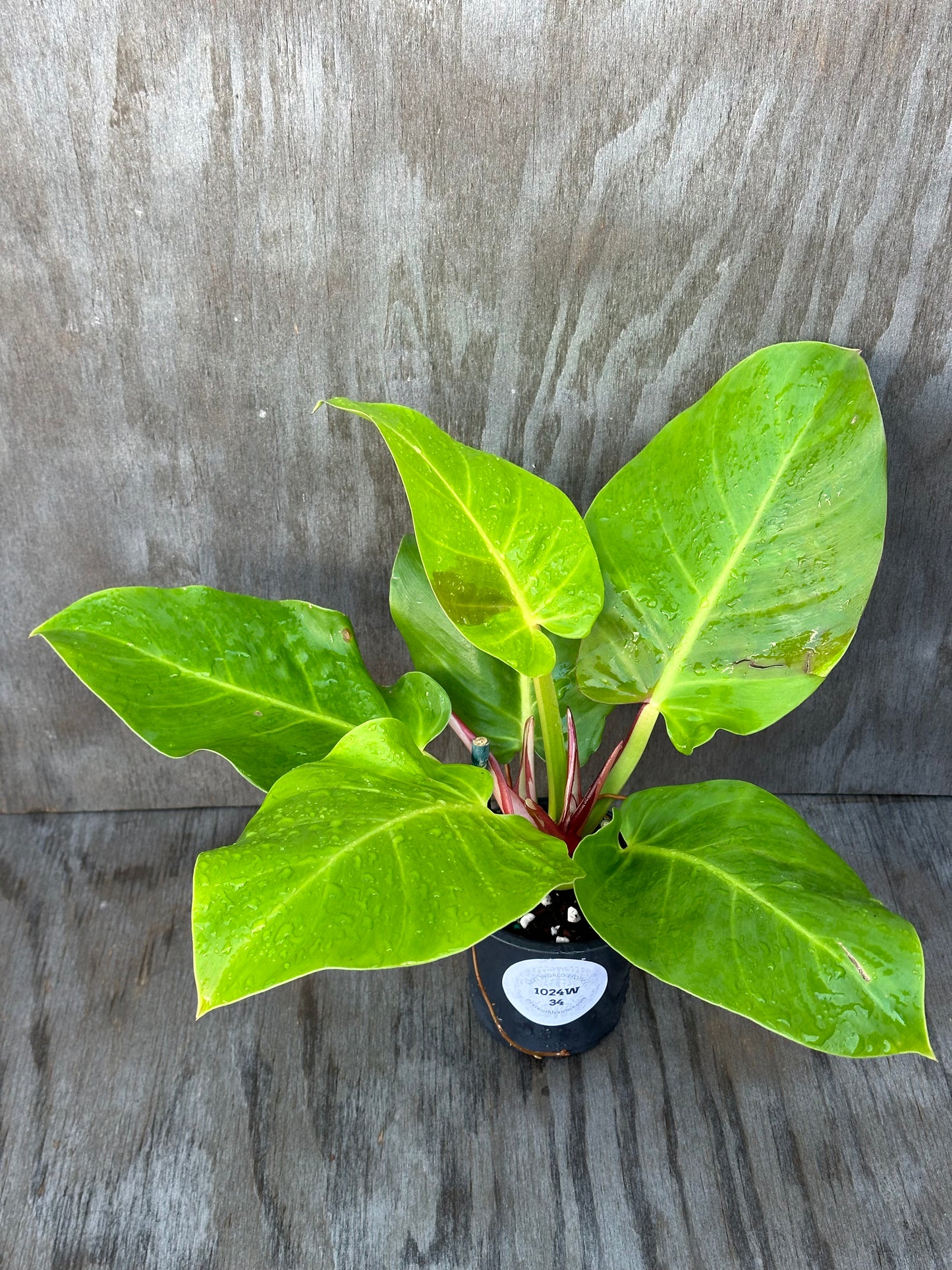 Philodendron sp. 'Yellow Flame' in a 4-inch pot, showcasing its vibrant leaves, ideal for exotic houseplant enthusiasts.