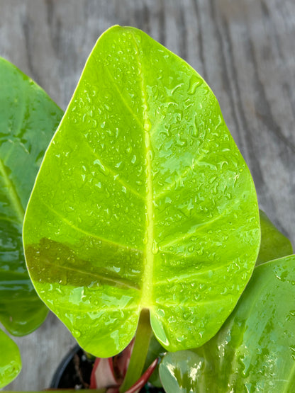 Philodendron sp. 'Yellow Flame' with vibrant leaves, showcased in a 4-inch pot, emphasizing its lush foliage. Ideal for exotic plant enthusiasts.