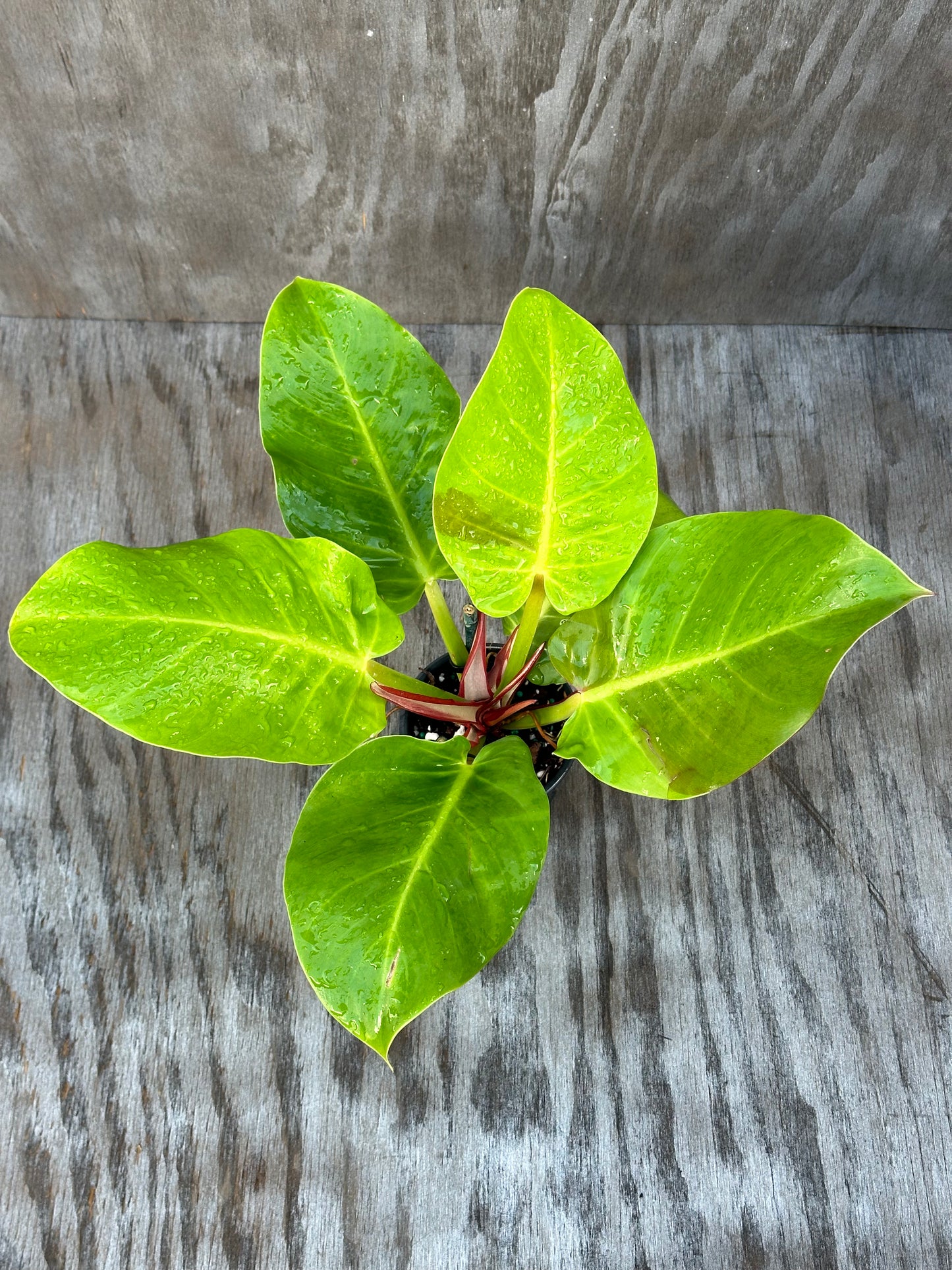 Philodendron sp. 'Yellow Flame' in a 4-inch pot, showcasing vibrant leaves and red stems, ideal for exotic houseplant collectors.