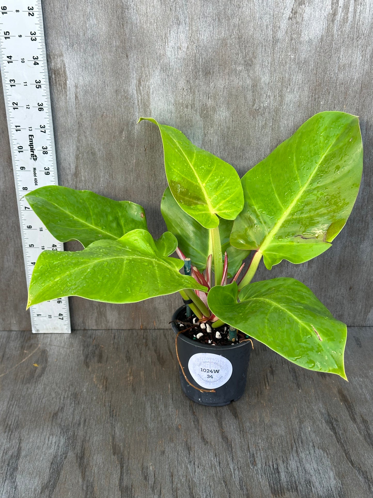 Philodendron sp. 'Yellow Flame' in a 4-inch pot, showcasing its bright leaves. Perfect for collectors seeking rare variegated tropical houseplants.