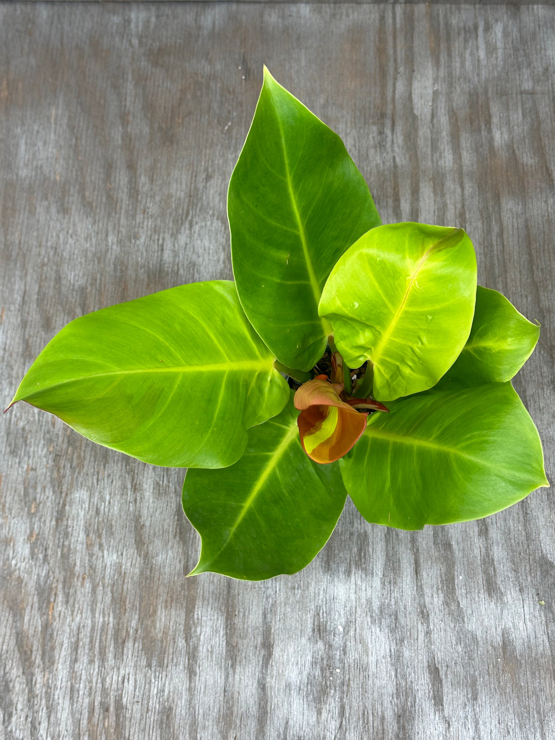 Philodendron sp. 'Yellow Flame' with large, bright leaves in a 4-inch pot, showcasing its lush foliage, ideal for tropical houseplant enthusiasts.