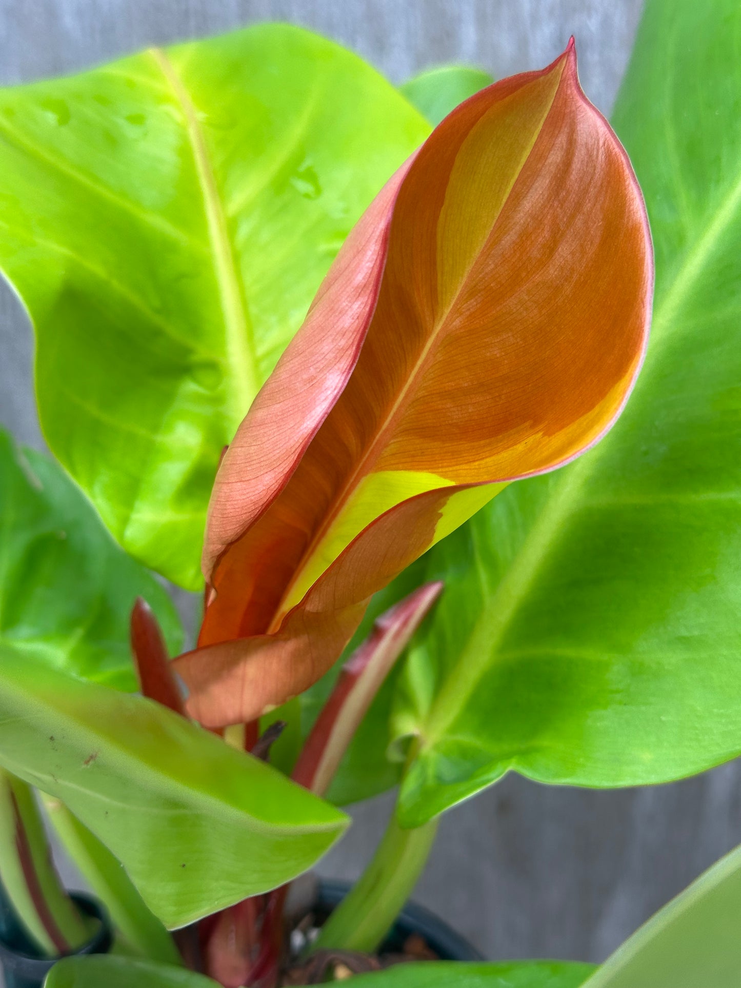 Philodendron sp. 'Yellow Flame' in a close-up view, showcasing its striking leaves, housed in a 4-inch pot, perfect for exotic plant enthusiasts.