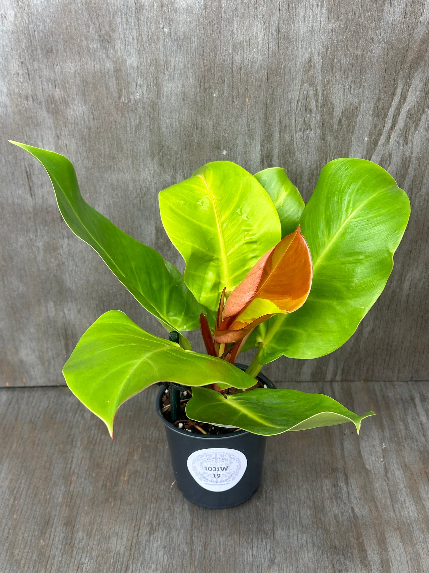 Philodendron sp. 'Yellow Flame' in a 4-inch pot, showcasing vibrant leaves, ideal for collectors of rare and variegated tropical houseplants from Next World Exotics.